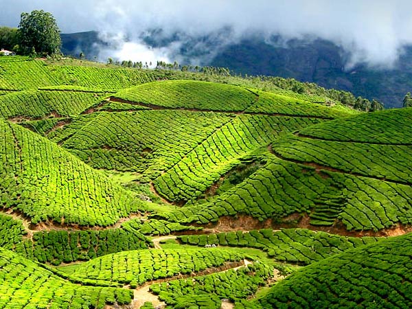 Munnar Tours and Travels Service provider