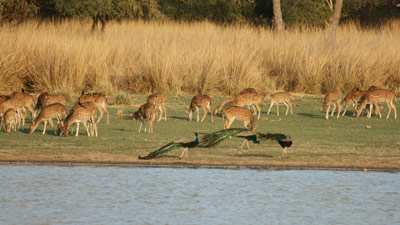 Ranthambore Tour from Mumbai 