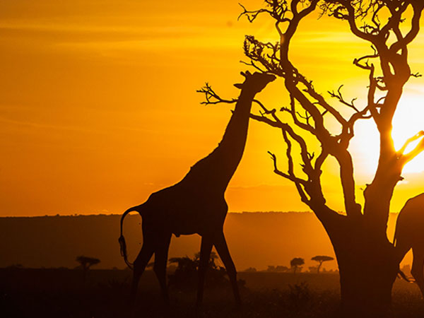 Kenya Tours and Travels Service provider